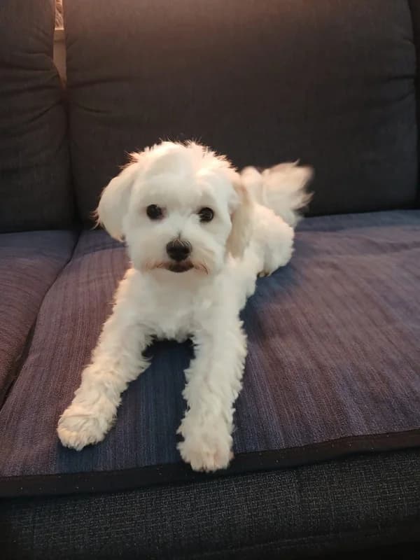 Urmel, male 3yo Bichon Frisé for adoption at Cats & Dogs in Not, Furth