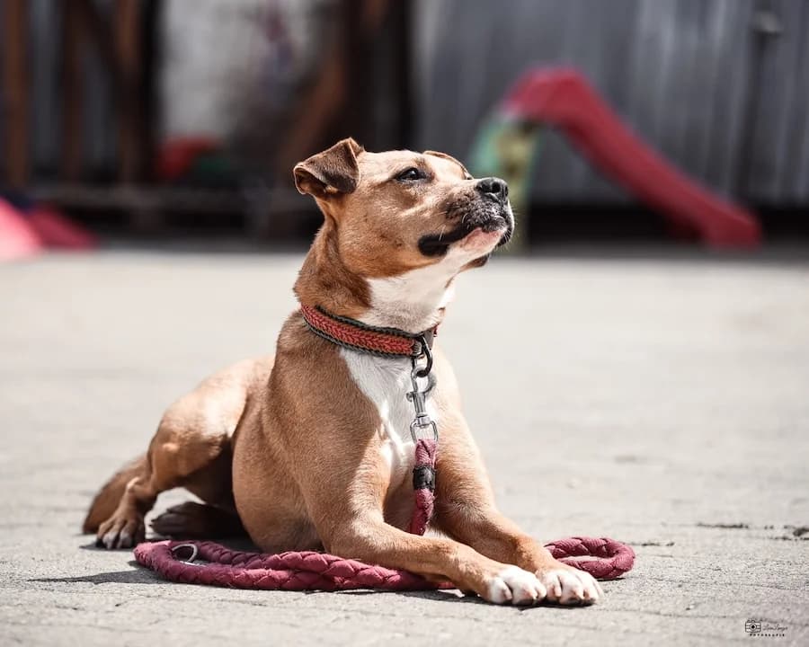 Haribo, female young Mixed Breed for adoption at Cats & Dogs in Not, Furth