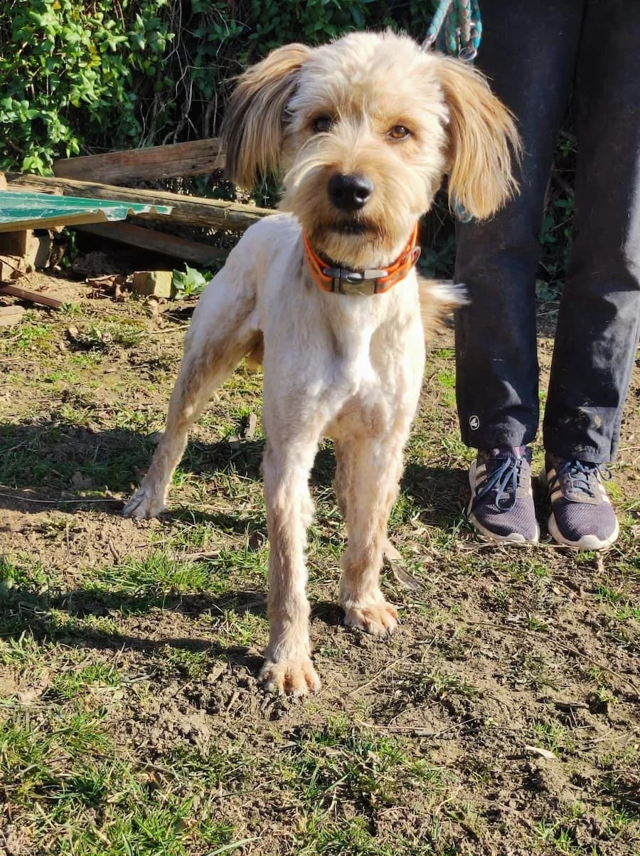 Carlos, male 3yo Mixed Breed for adoption at Cats & Dogs in Not, Furth