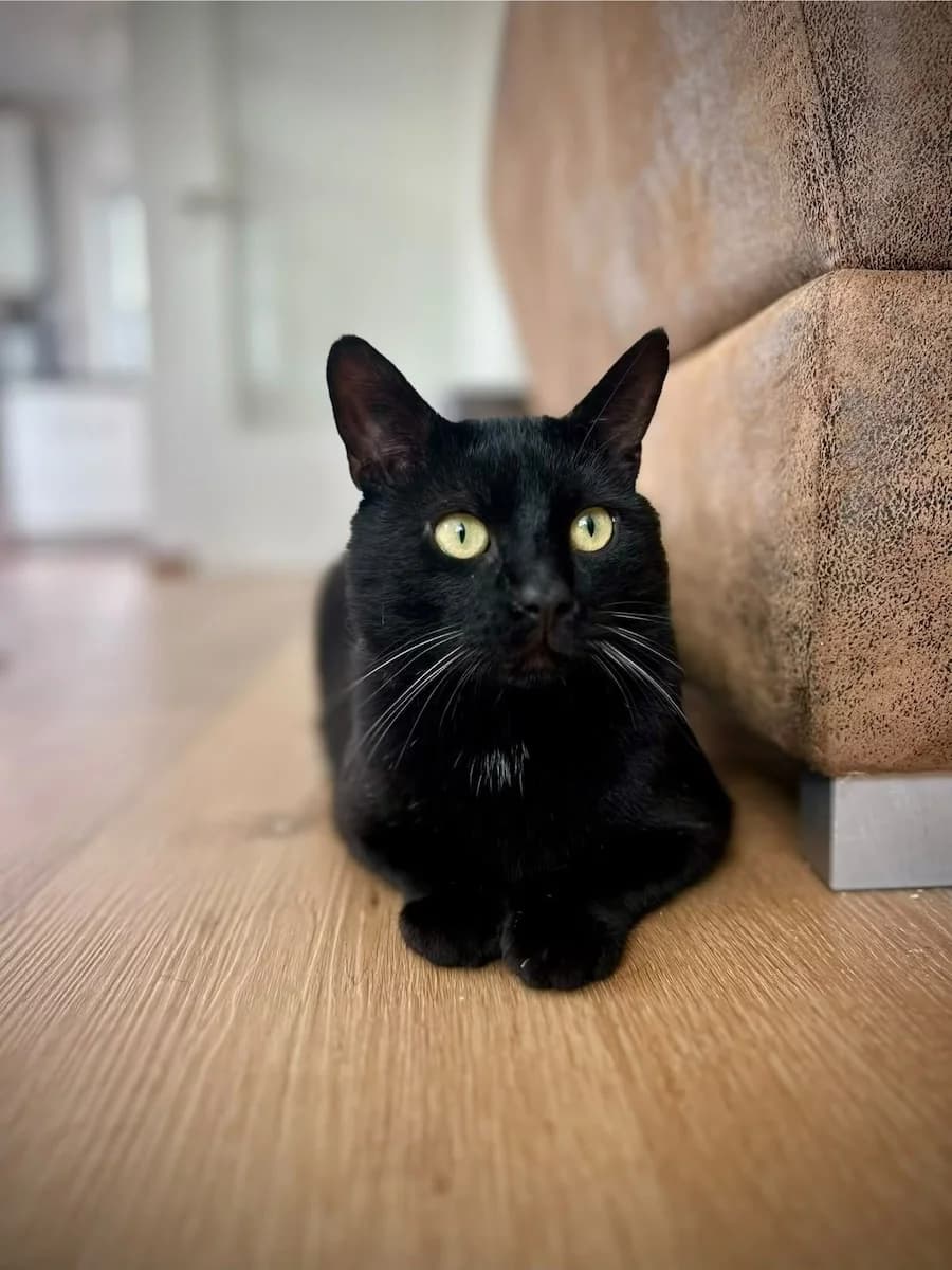 Pepper, male 4yo mixed breed for adoption at Cats & Dogs in Not, Furth
