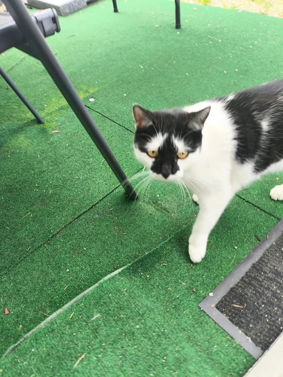 Inge, 3yo mixed breed for adoption at Cats & Dogs in Not, Furth