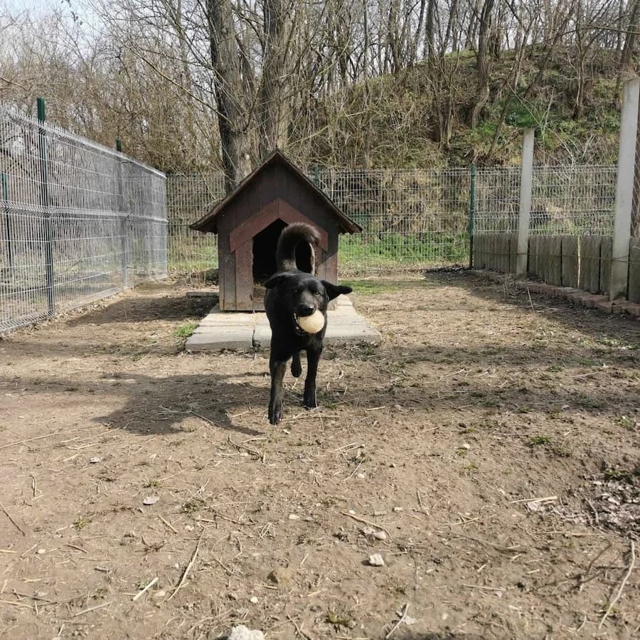 Zeus, male 7yo Mixed Breed for adoption at Cats & Dogs in Not, Furth