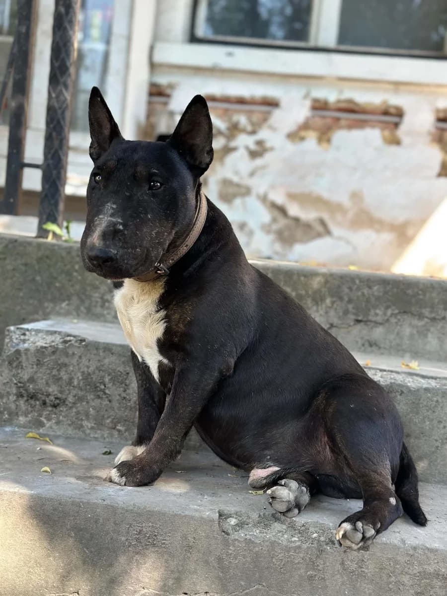 Esben, male 7yo Bull Terrier for adoption at Cats & Dogs in Not, Furth