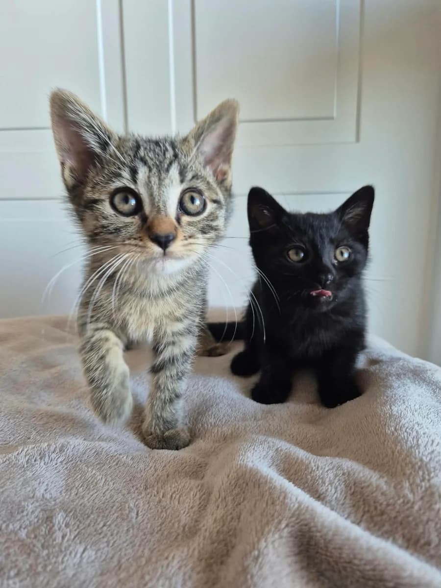 Fiete & Fini, male puppy mixed breed for adoption at Cats & Dogs in Not, Furth