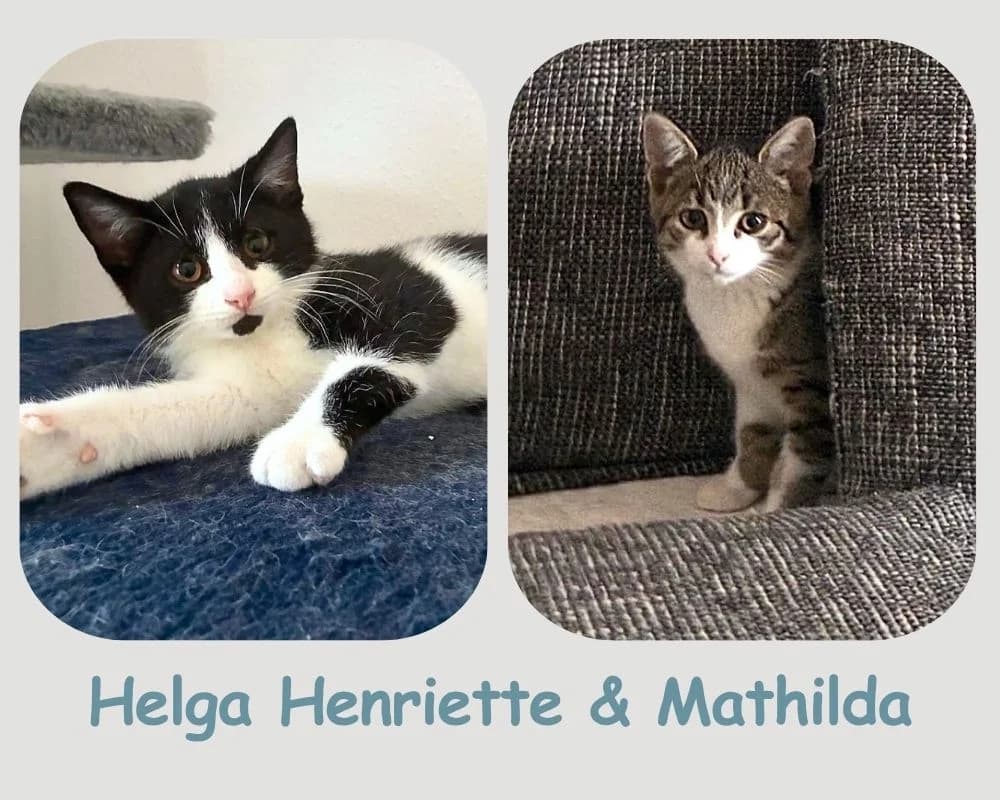 Helga Henriette & Mathilda, schwarz puppy mixed breed for adoption at Cats & Dogs in Not, Furth