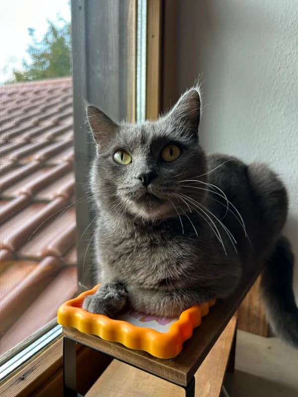 Lila, 5yo mixed breed for adoption at Cats & Dogs in Not, Furth