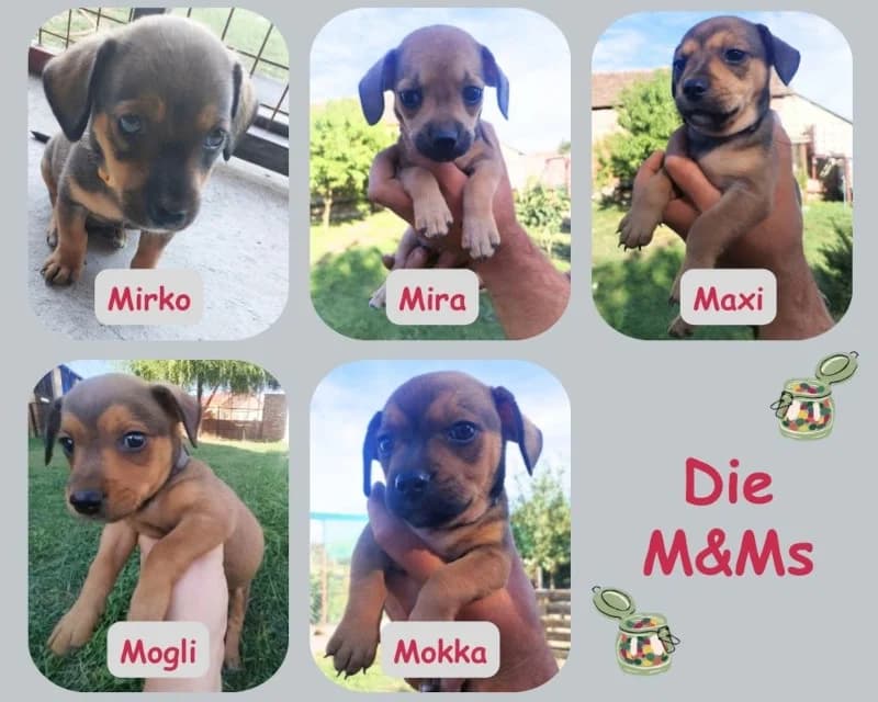 Die M&M's, female puppy Mixed Breed for adoption at Cats & Dogs in Not, Furth