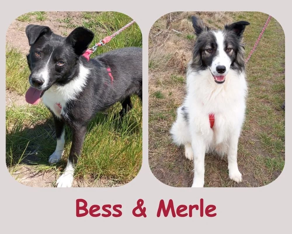 Bess & Merle, merle female young Mixed Breed for adoption at Cats & Dogs in Not, Furth