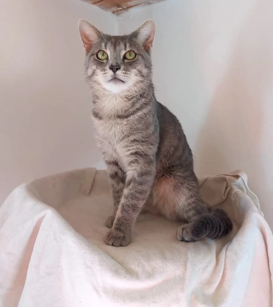 Fjordo, weiร male young mixed breed for adoption at Cats & Dogs in Not, Furth