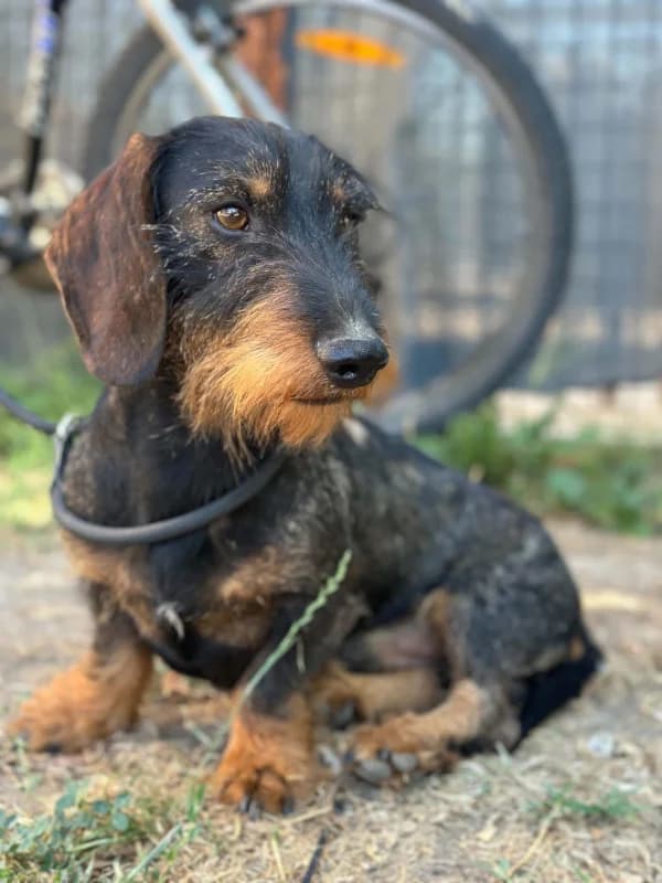 Dicki, male 4yo Dachshund for adoption at Cats & Dogs in Not, Furth