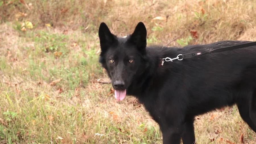 Akira, female young German Shepherd for adoption at Cats & Dogs in Not, Furth