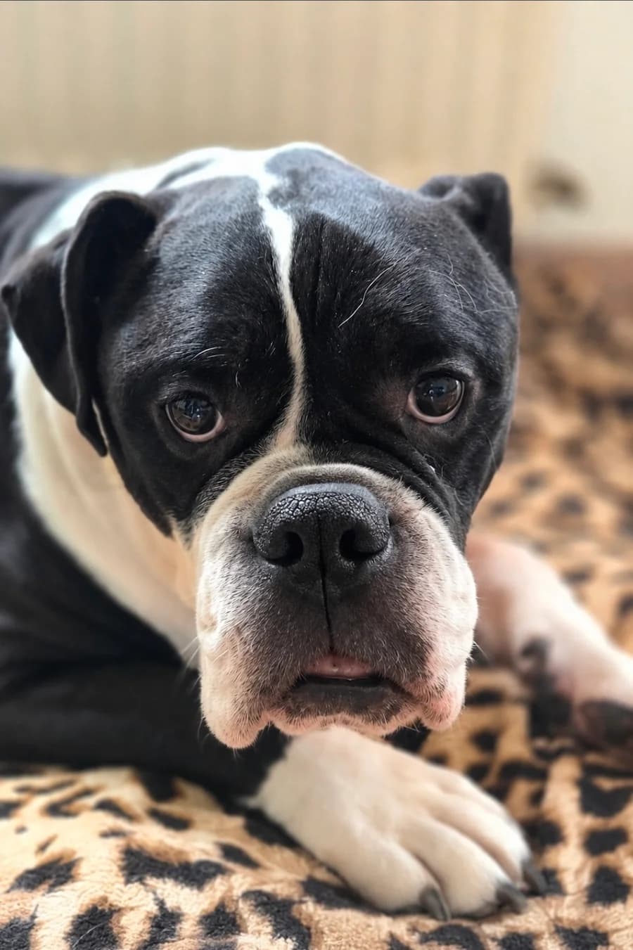 Buddy, male senior English Bulldog for adoption at Cats & Dogs in Not, Furth