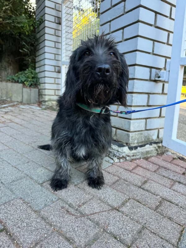 Lolka, female 3yo Mixed Breed for adoption at Cats & Dogs in Not, Furth