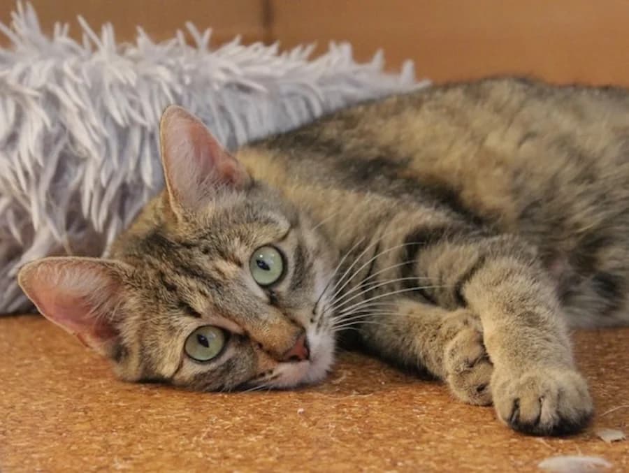 Marie, 3yo mixed breed for adoption at Cats & Dogs in Not, Furth