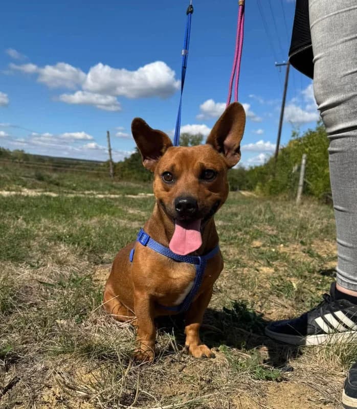 Rudi, male young Mixed Breed for adoption at Cats & Dogs in Not, Furth