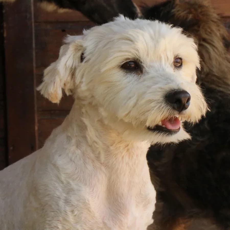 Umi, male young Bichon Frisé for adoption at Cats & Dogs in Not, Furth