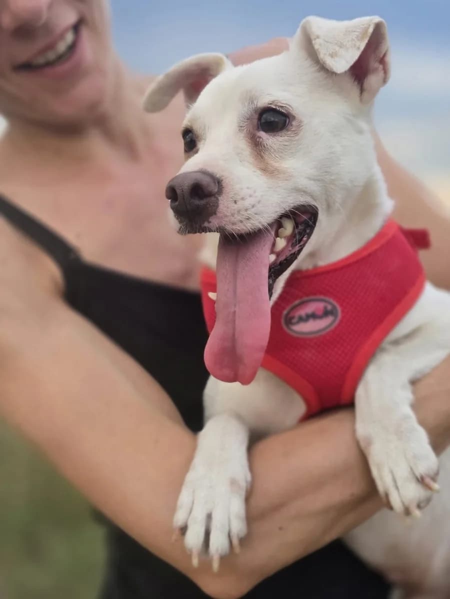 Ricky, male young Mixed Breed for adoption at Cats & Dogs in Not, Furth
