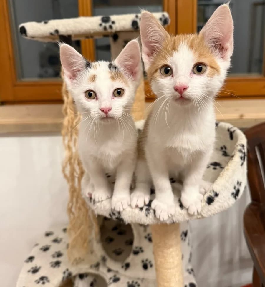 Ginny & Bill Weasley, male puppy mixed breed for adoption at Cats & Dogs in Not, Furth