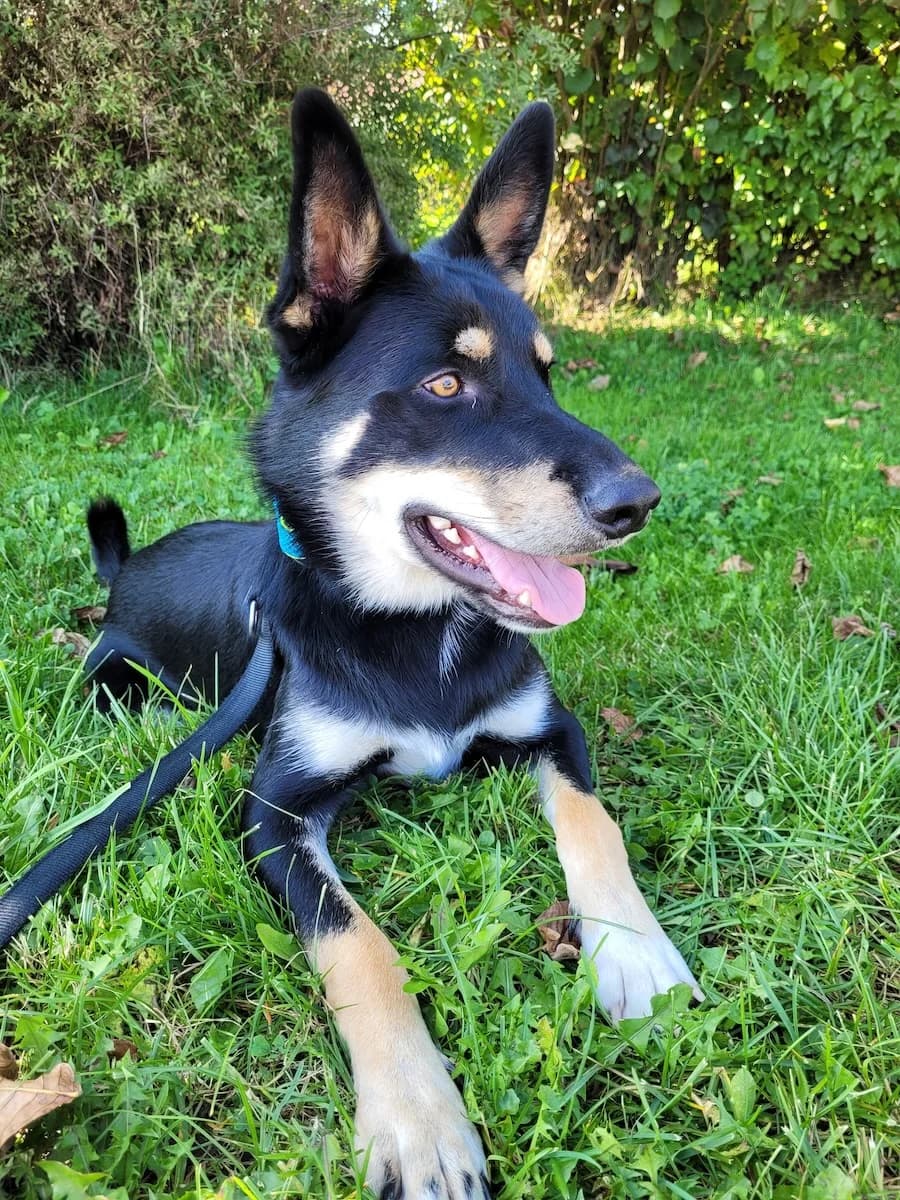 Mailo, male 6yo Border Collie for adoption at Cats & Dogs in Not, Furth