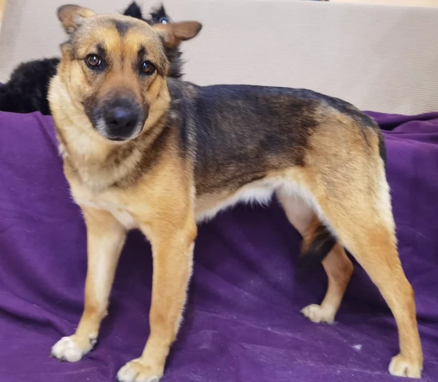 Eva, female 7yo German Shepherd for adoption at Cats & Dogs in Not, Furth