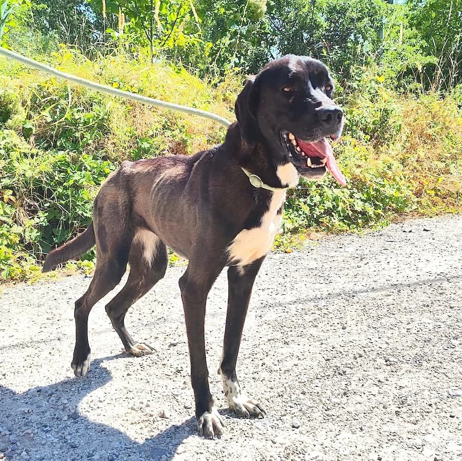 Bilinda, female 4yo Mixed Breed for adoption at Cats & Dogs in Not, Furth