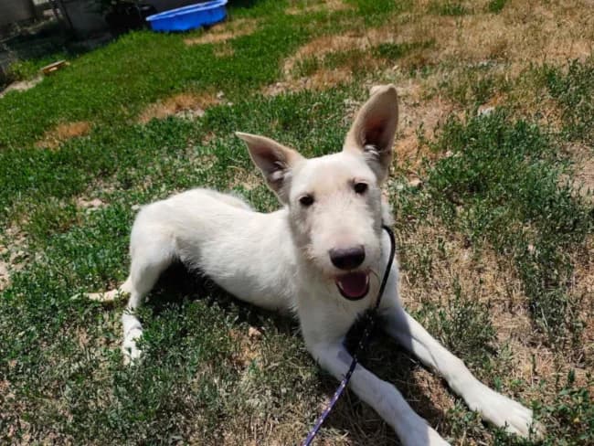 Toby, male young Mixed Breed for adoption at Cats & Dogs in Not, Furth
