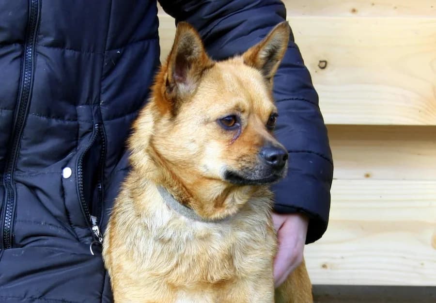 Hanny, female 4yo Mixed Breed for adoption at Cats & Dogs in Not, Furth