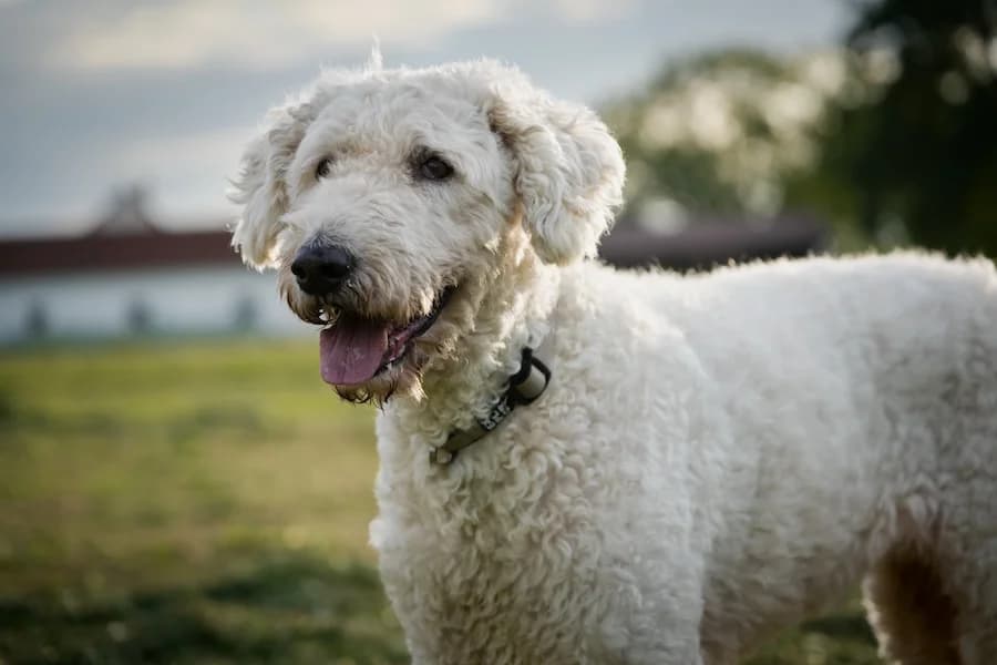 Pippa, golden female senior Goldendoodle for adoption at Cats & Dogs in Not, Furth