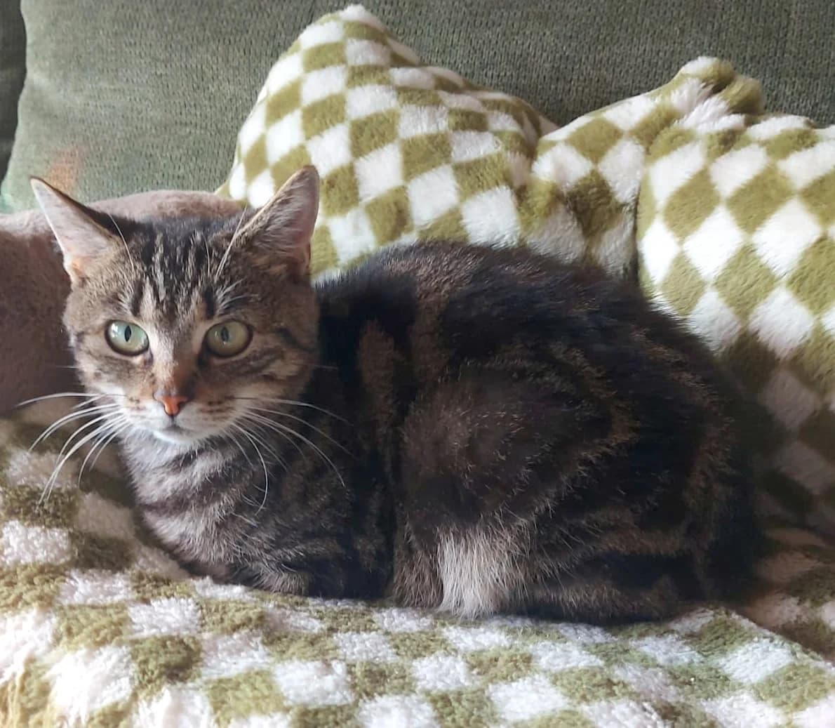 Robin, 3yo mixed breed for adoption at Cats & Dogs in Not, Furth