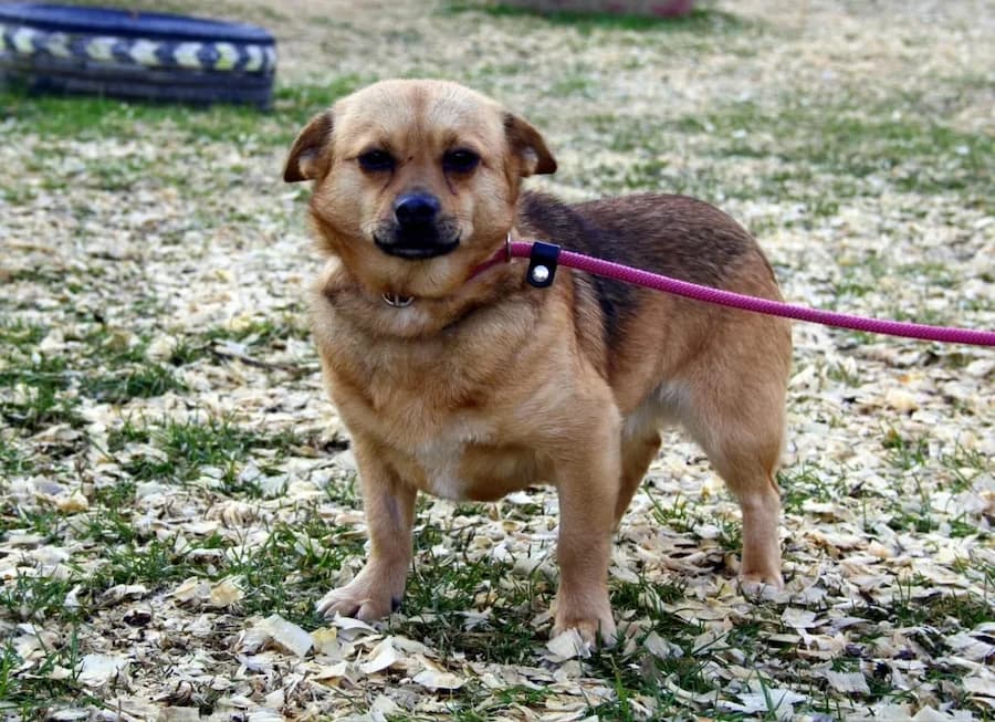 Manja, female 4yo Mixed Breed for adoption at Cats & Dogs in Not, Furth