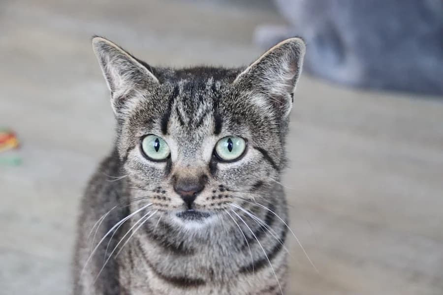 Sally, young mixed breed for adoption at Cats & Dogs in Not, Furth