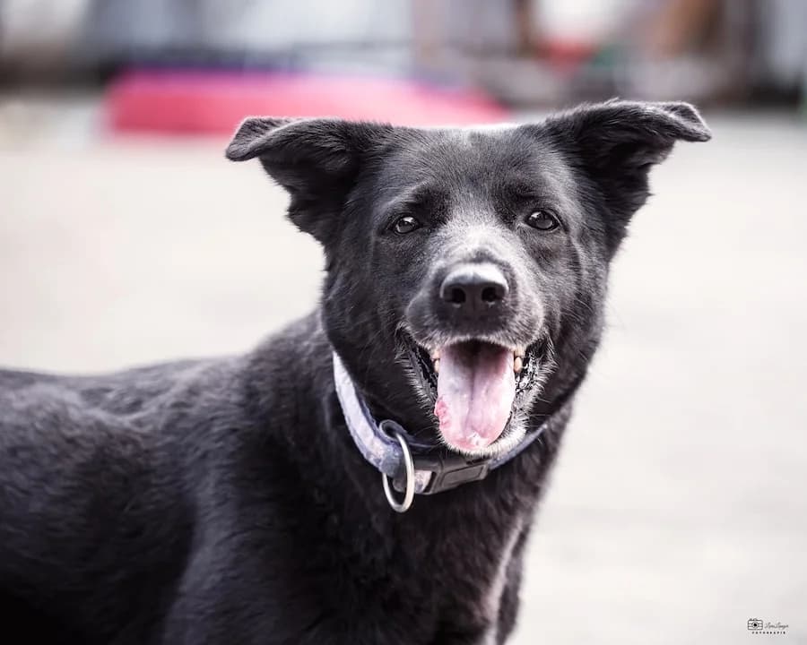 Ronja, female 7yo German Shepherd for adoption at Cats & Dogs in Not, Furth