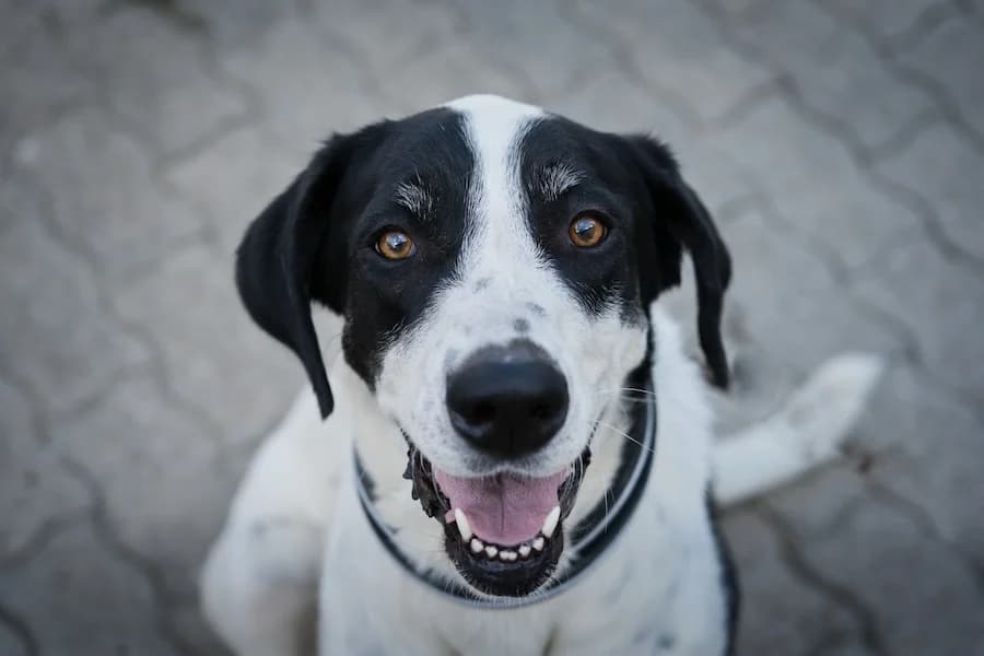 Filia, female 3yo Mixed Breed for adoption at Cats & Dogs in Not, Furth