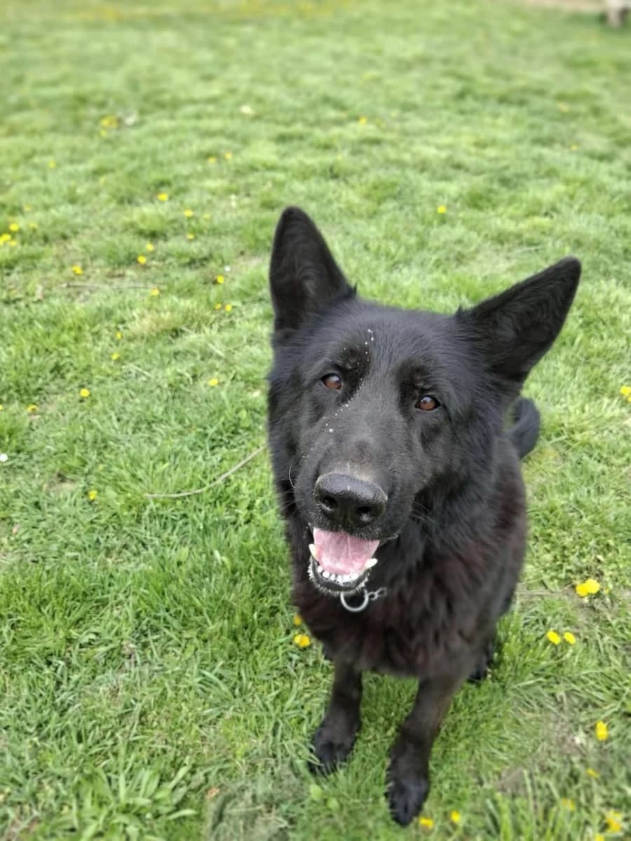 Zed, male senior German Shepherd for adoption at Cats & Dogs in Not, Furth