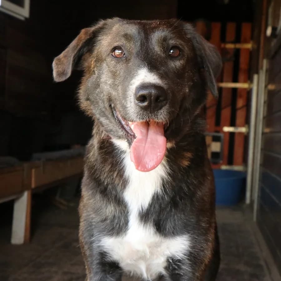 Gina, female young Mixed Breed for adoption at Cats & Dogs in Not, Furth