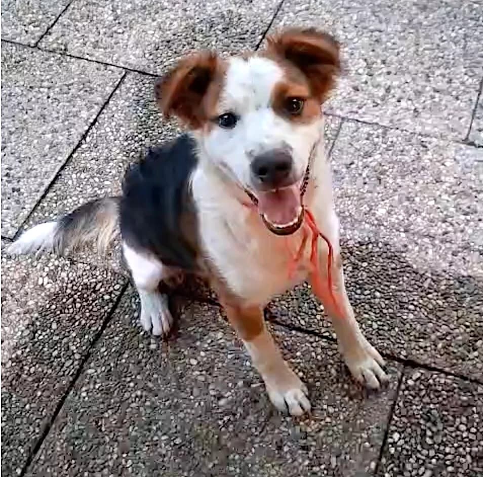 Flecki, male young Mixed Breed for adoption at Cats & Dogs in Not, Furth