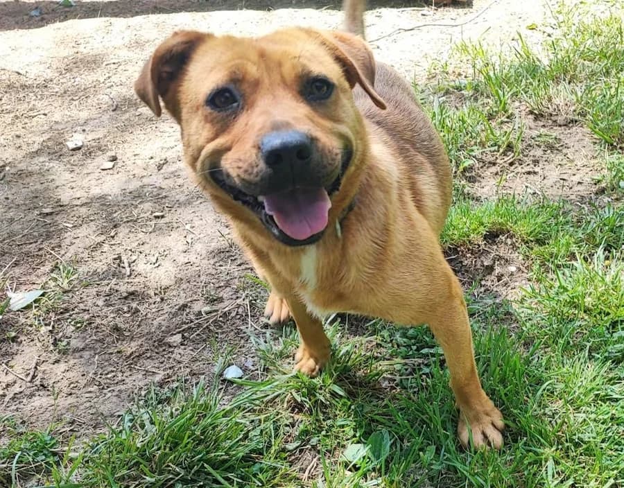 Abigail, female 3yo Mixed Breed for adoption at Cats & Dogs in Not, Furth