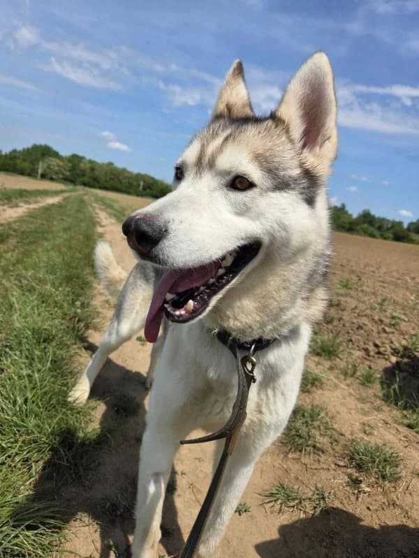 Sezar, male 5yo Husky for adoption at Cats & Dogs in Not, Furth