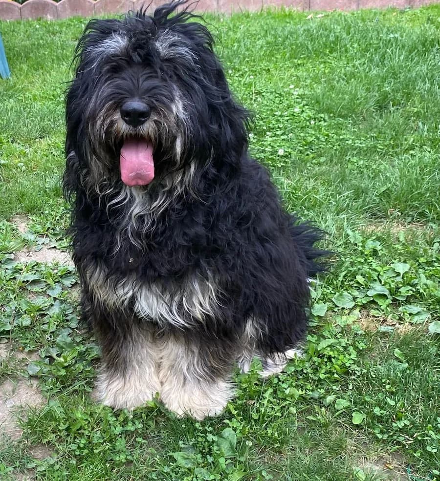 Lino, male young Mixed Breed for adoption at Cats & Dogs in Not, Furth