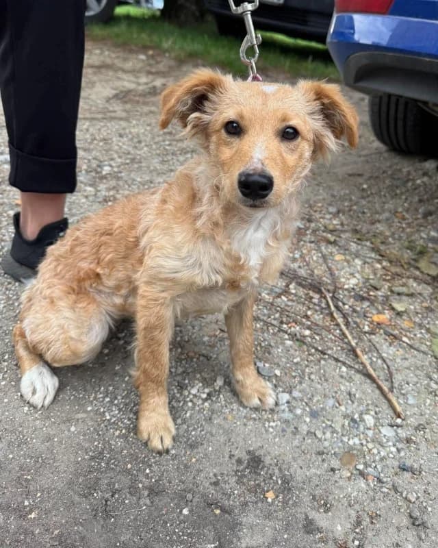 Kira, female puppy Mixed Breed for adoption at Cats & Dogs in Not, Furth
