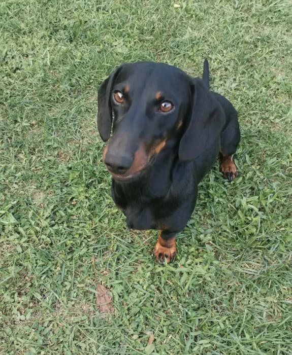 Oscar, male young Dachshund for adoption at Cats & Dogs in Not, Furth