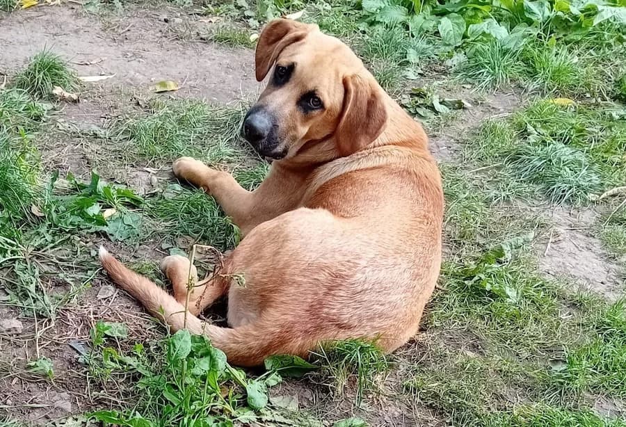 Tofu, male young Mixed Breed for adoption at Cats & Dogs in Not, Furth