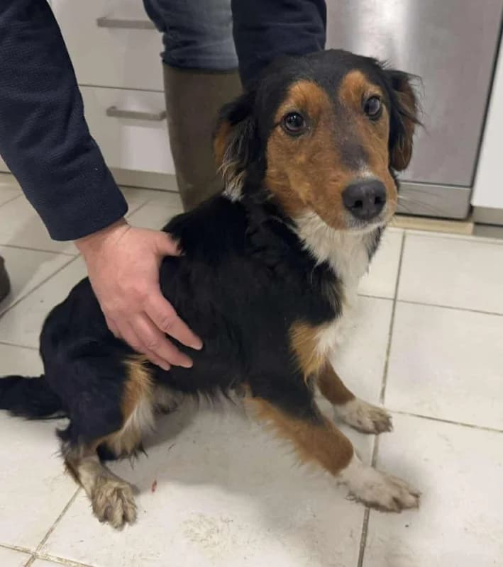 Lara, female 7yo Mixed Breed for adoption at Cats & Dogs in Not, Furth