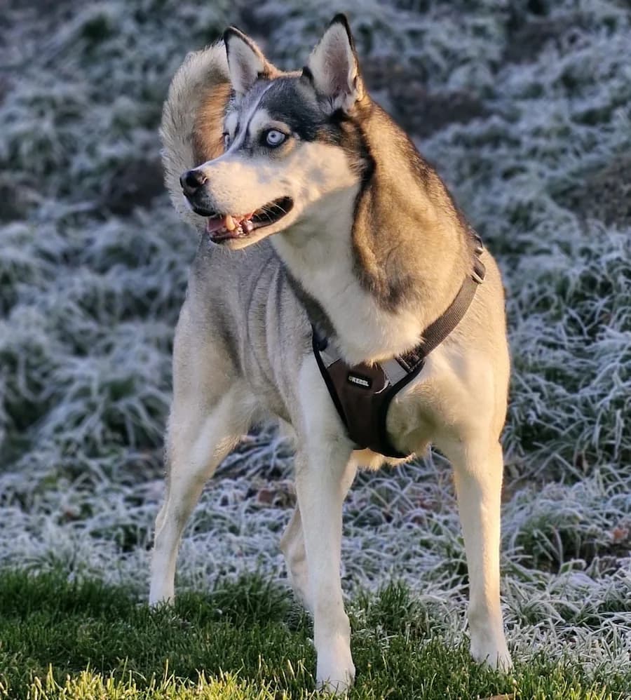 Husko, male 6yo Husky for adoption at Cats & Dogs in Not, Furth