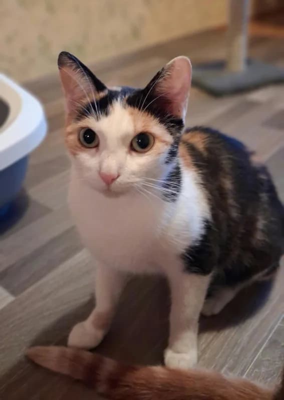 Trudi, 3yo mixed breed for adoption at Cats & Dogs in Not, Furth