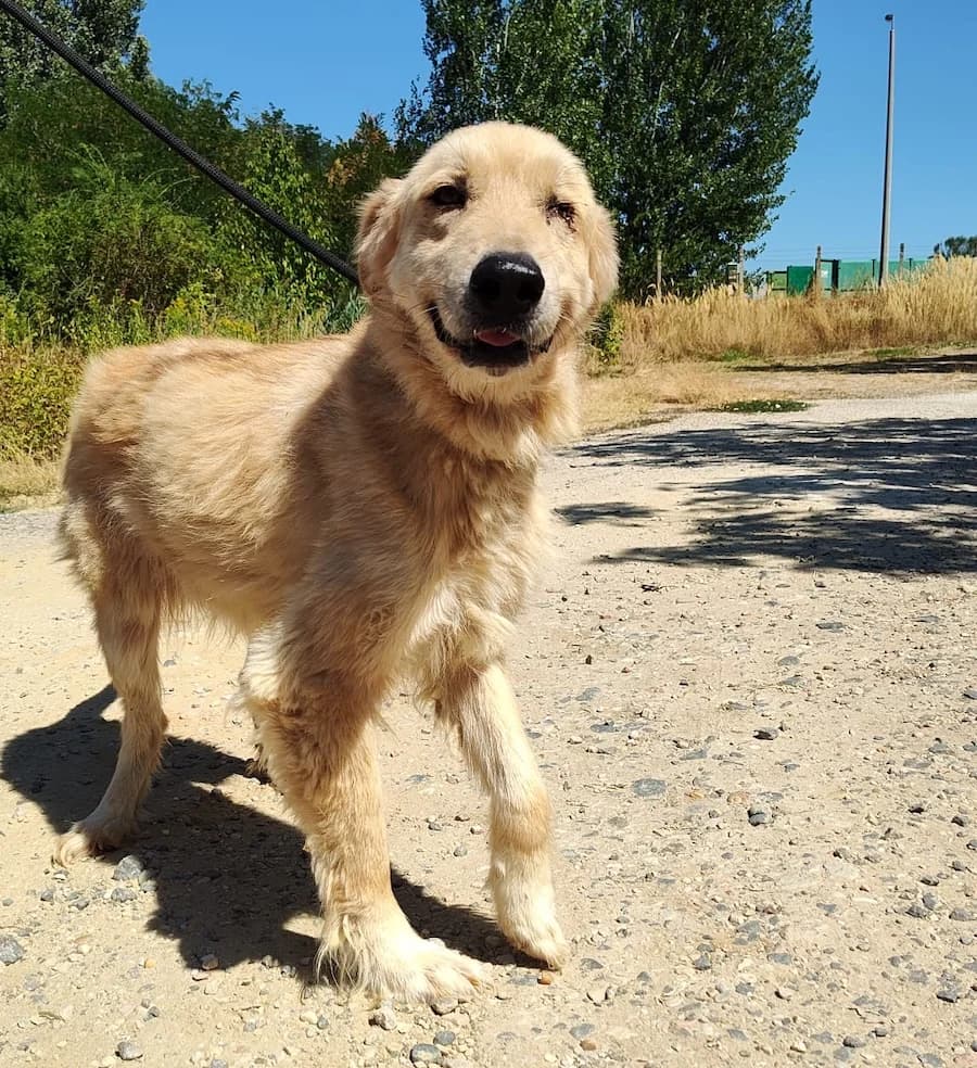 Omi Curly, female senior Mixed Breed for adoption at Cats & Dogs in Not, Furth