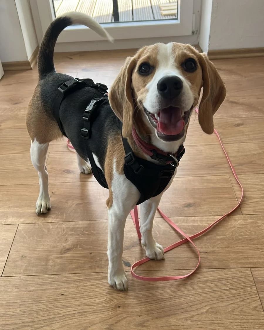 Roxxi, female puppy Beagle for adoption at Cats & Dogs in Not, Furth