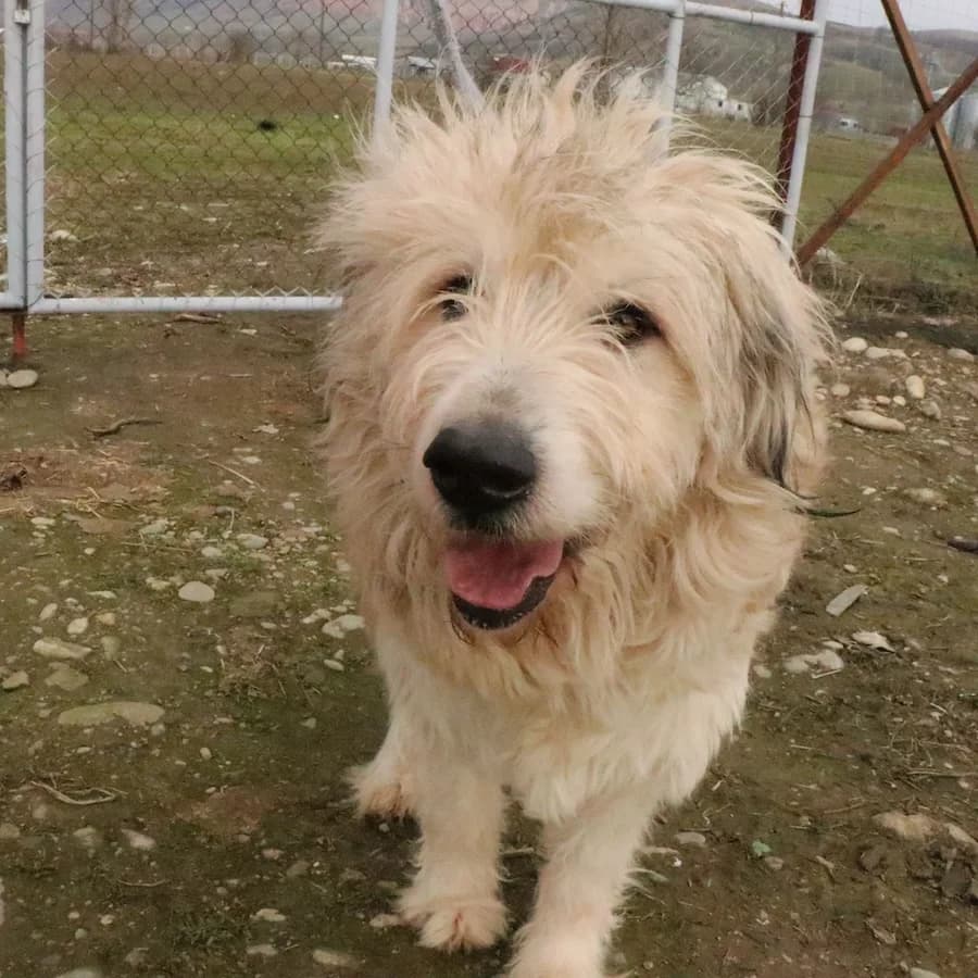 Alfred, male 4yo Mixed Breed for adoption at Cats & Dogs in Not, Furth