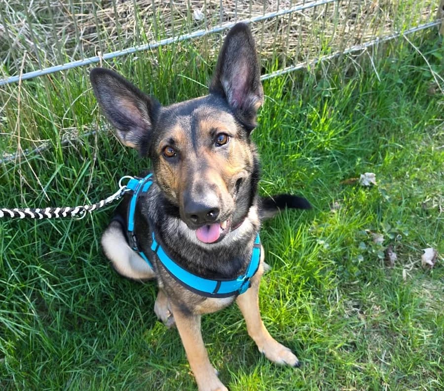 Laika, female 4yo German Shepherd for adoption at Cats & Dogs in Not, Furth