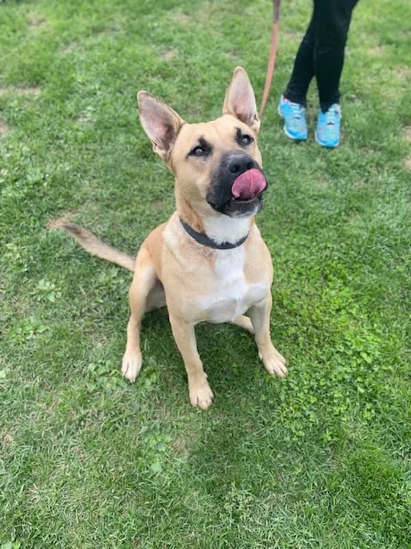 Hans, male 4yo Mixed Breed for adoption at Cats & Dogs in Not, Furth
